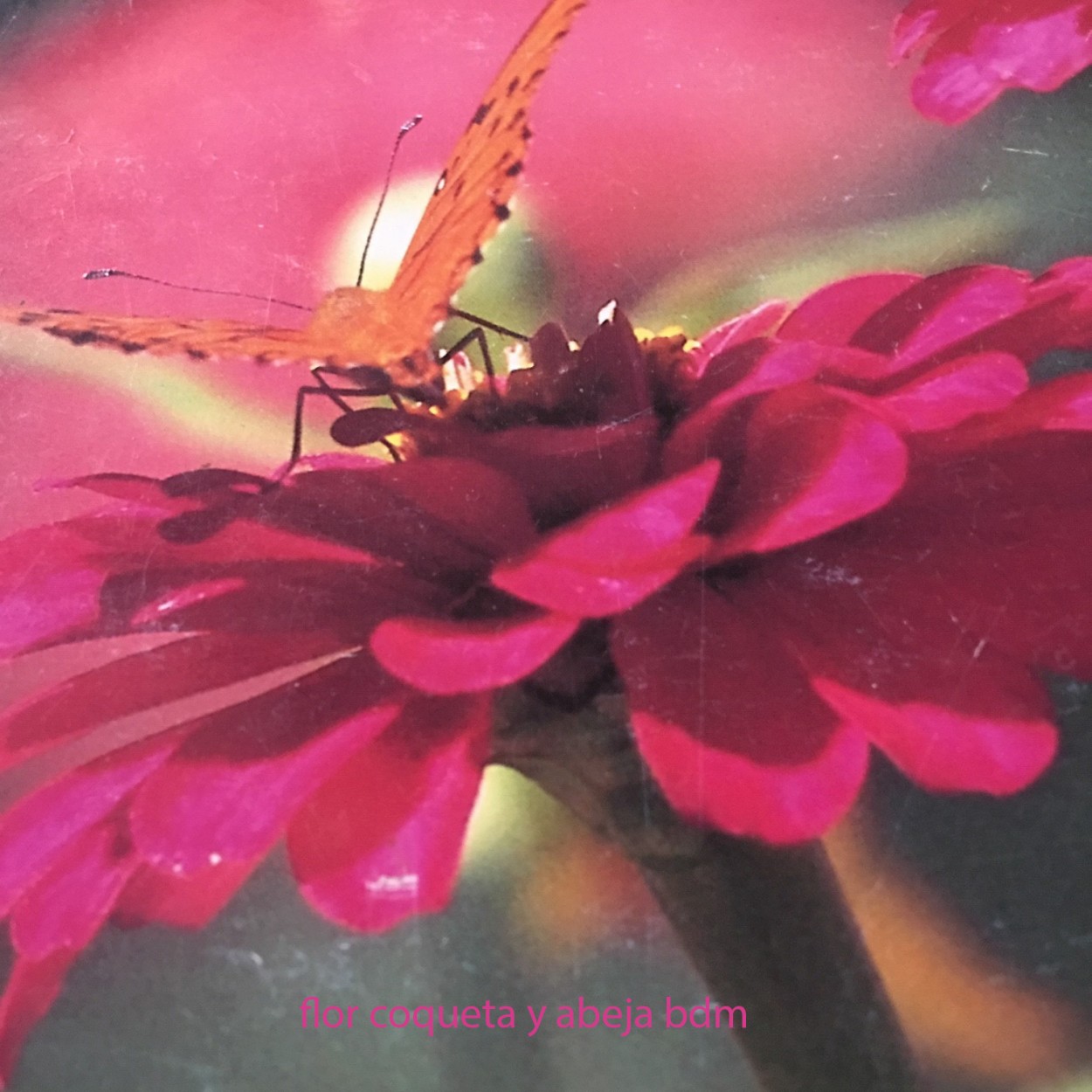 "flor coqueta y abeja libadora" de Beatriz Di Marzio