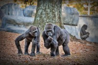 Gorilas en el Zoo
