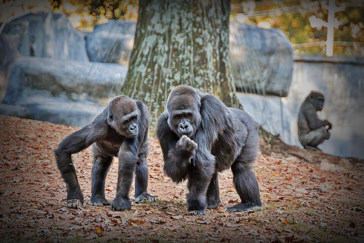 "Gorilas en el Zoo" de Luis Fernando Somma (fernando)
