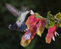 Temporada de colibres