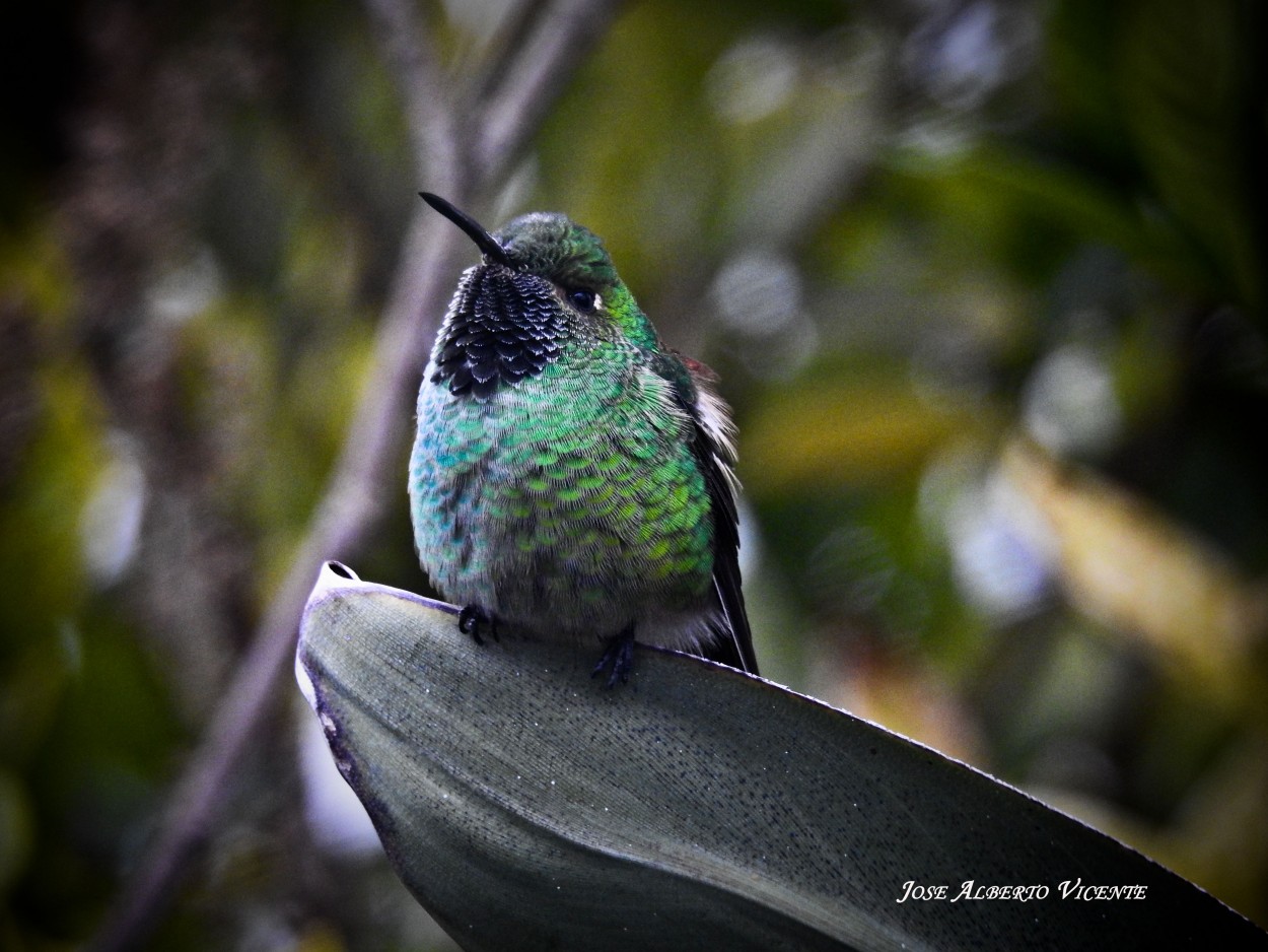 "colibri" de Jose Alberto Vicente