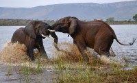 Elefantes africanos jugando