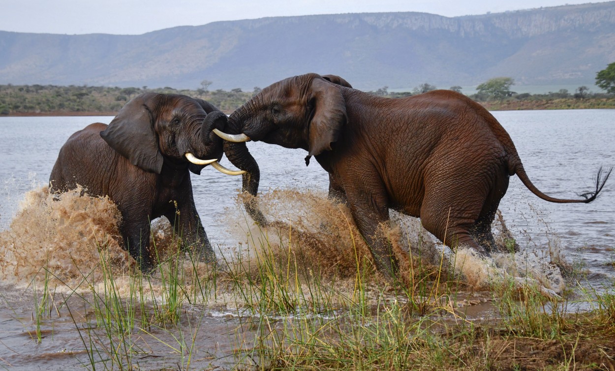 "Elefantes africanos jugando" de Walter Mario Stein