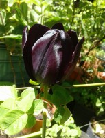 El Tulipn Negro