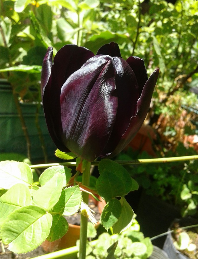 "El Tulipn Negro" de Isabel Corbera