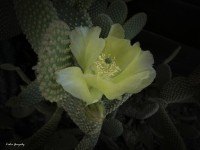 El cactus