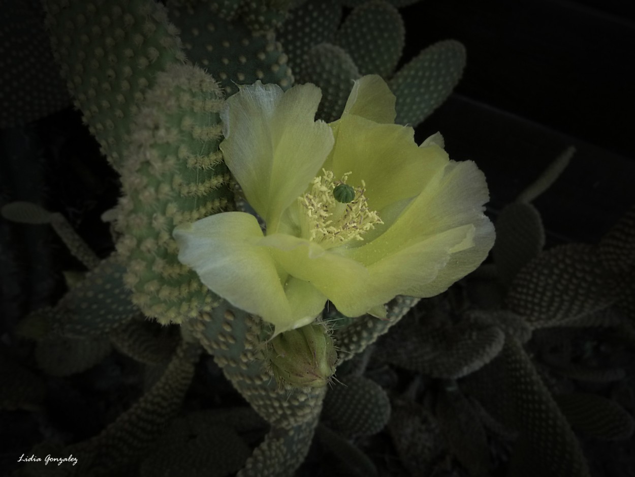 "El cactus" de Lidia Gonzalez