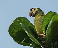 Maracan-de-colar um periquito do pantanal M.S.