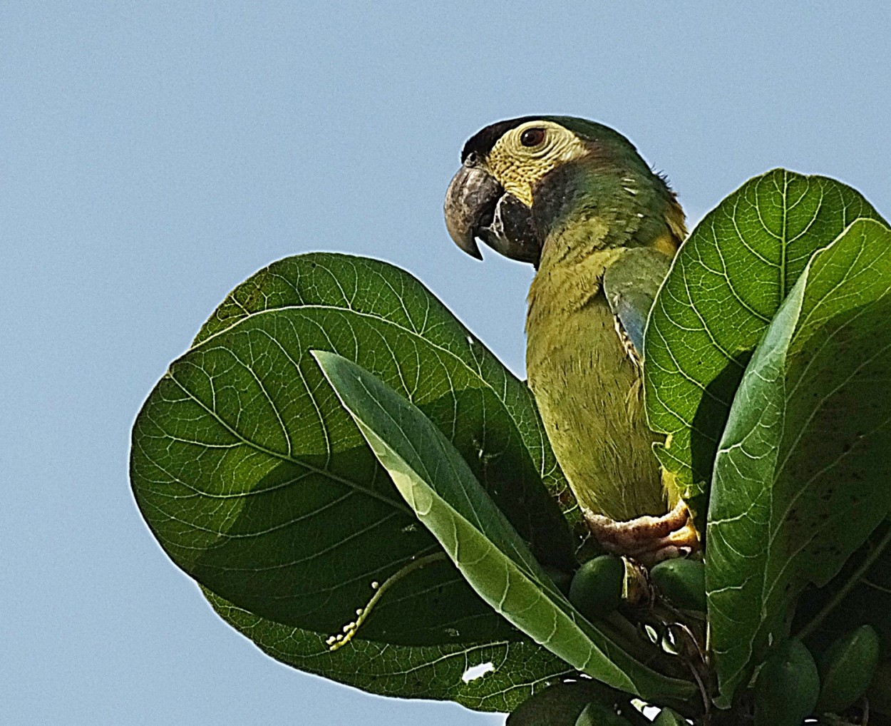 "Maracan-de-colar um periquito do pantanal M.S." de Decio Badari