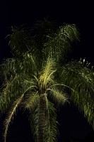 Una luz en la palmera