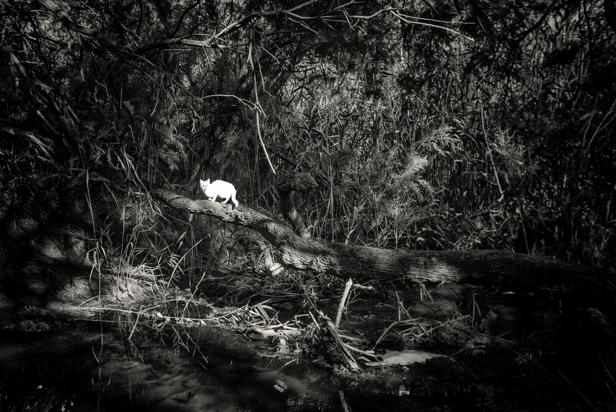 "Gato en el pantano" de Francisco Jos Cerd Ortiz