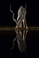 Kudu en la noche