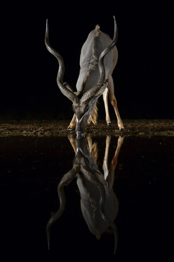 "Kudu en la noche" de Walter Mario Stein