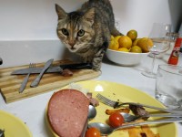 gato en la cocina