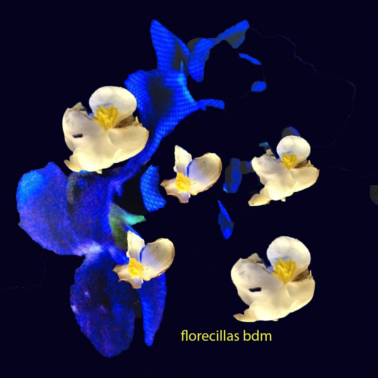"florecillas con azul" de Beatriz Di Marzio