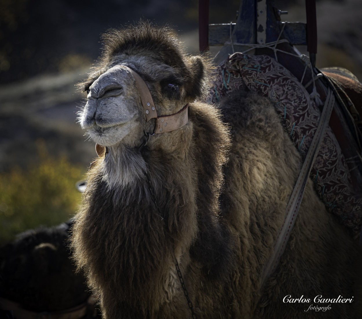 "Con sed de camello..." de Carlos Cavalieri