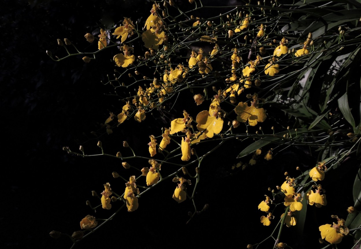 "Estallido amarillo" de Silvia Olliari