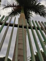 A palmeira