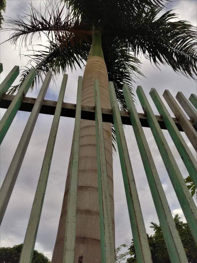 "A palmeira" de Maria Cristina de Castilho Brda