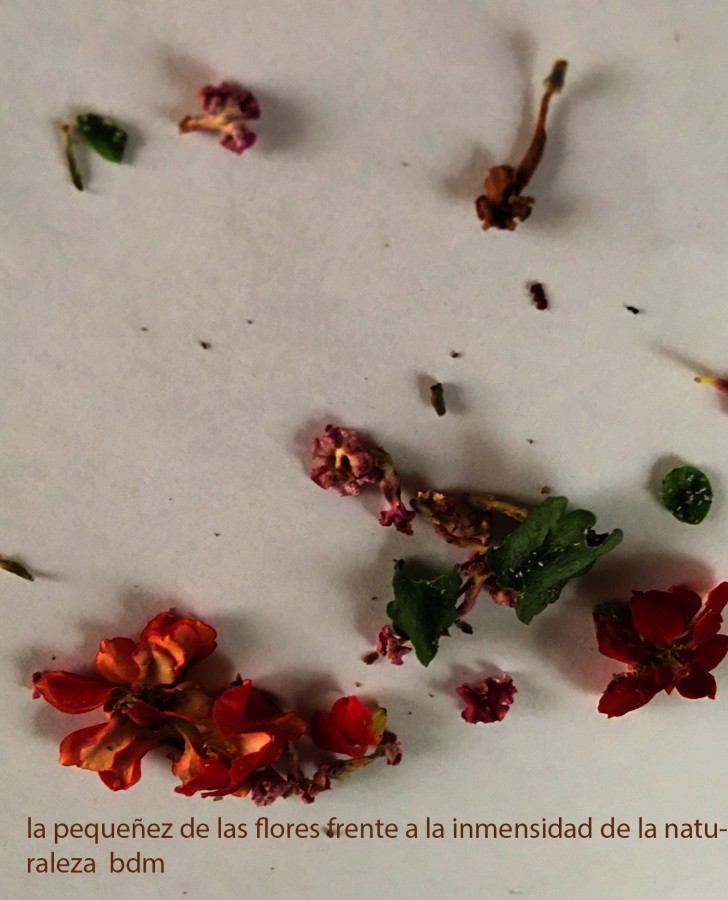 "la pequeez de las flores..." de Beatriz Di Marzio