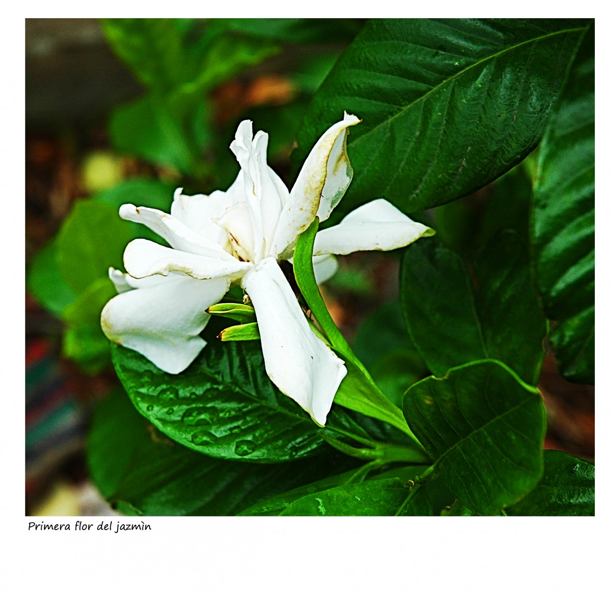 "Primera flor del Jazmin" de Nora Lilian Iturbide ( Noralí )