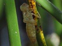 Mutacin larva de liblula