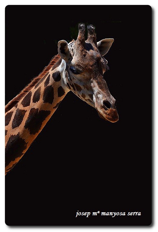 "Girafa" de Josep Maria Maosa Serra