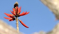 Mulungu-do-litoral  Erythrina speciosa