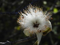 Uma extica flor as margens do Rio Paraguai M.S.