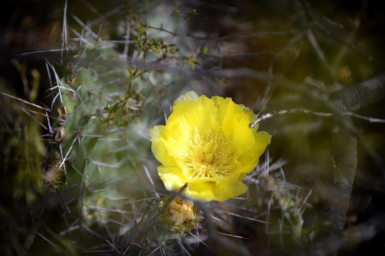"flor de cactus II" de Marcos Pedro Escudero