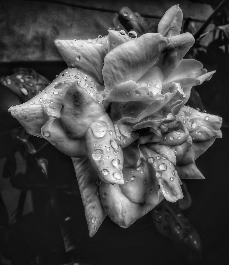 "Rosa bajo la lluvia" de Roberto Guillermo Hagemann