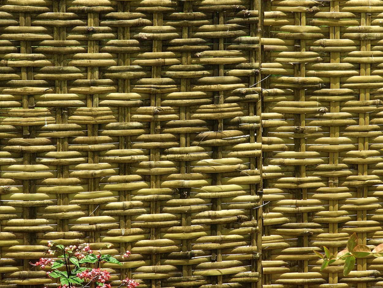 "Um olhar no Bambu, formas e texturas !" de Decio Badari