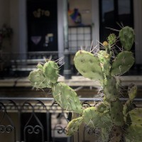 Cactus de San Telmo