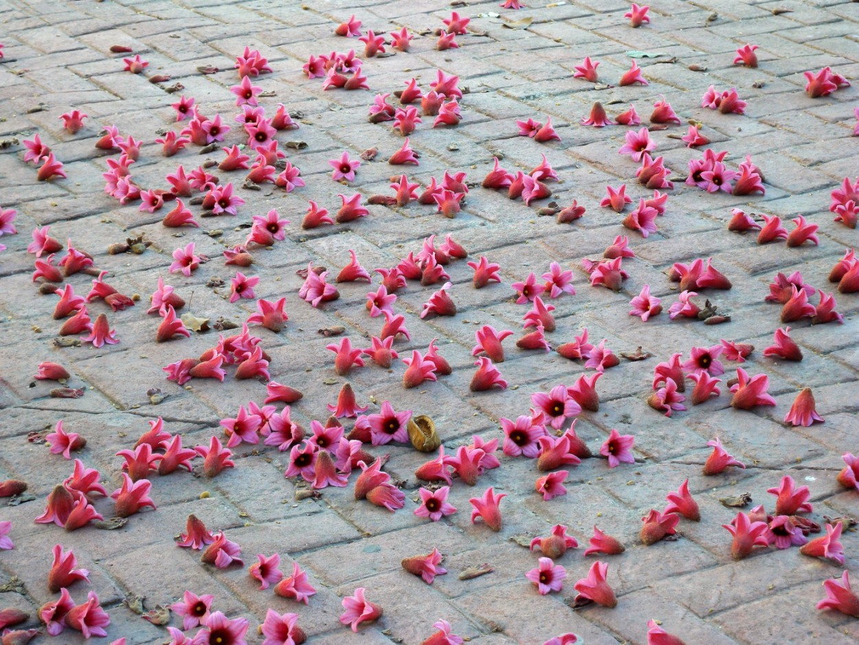 "Flores en el asfalto" de Carmen Roig Valverde