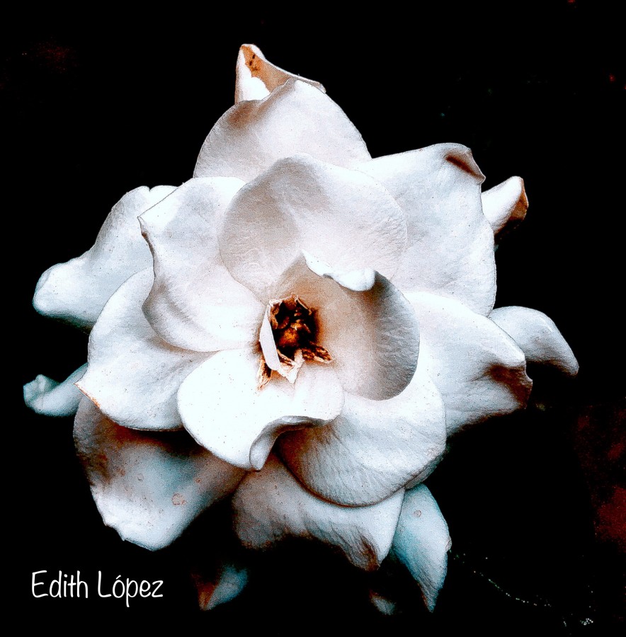 "Perfumada" de Edith E. Lpez