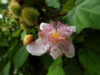 A flor do Urucum, um boto a abrir e os frutos.