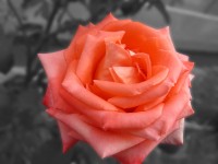 `Rosa naranja`
