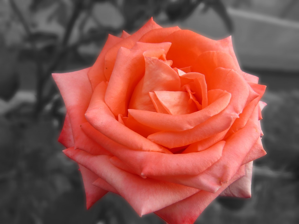 "`Rosa naranja`" de Iris Elizabeth Scotto