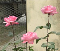 Tres rosas