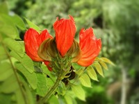 Tulipeira  Spathodea campanulata