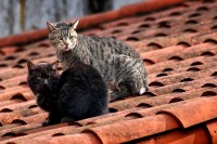 Gatos en el tejado...