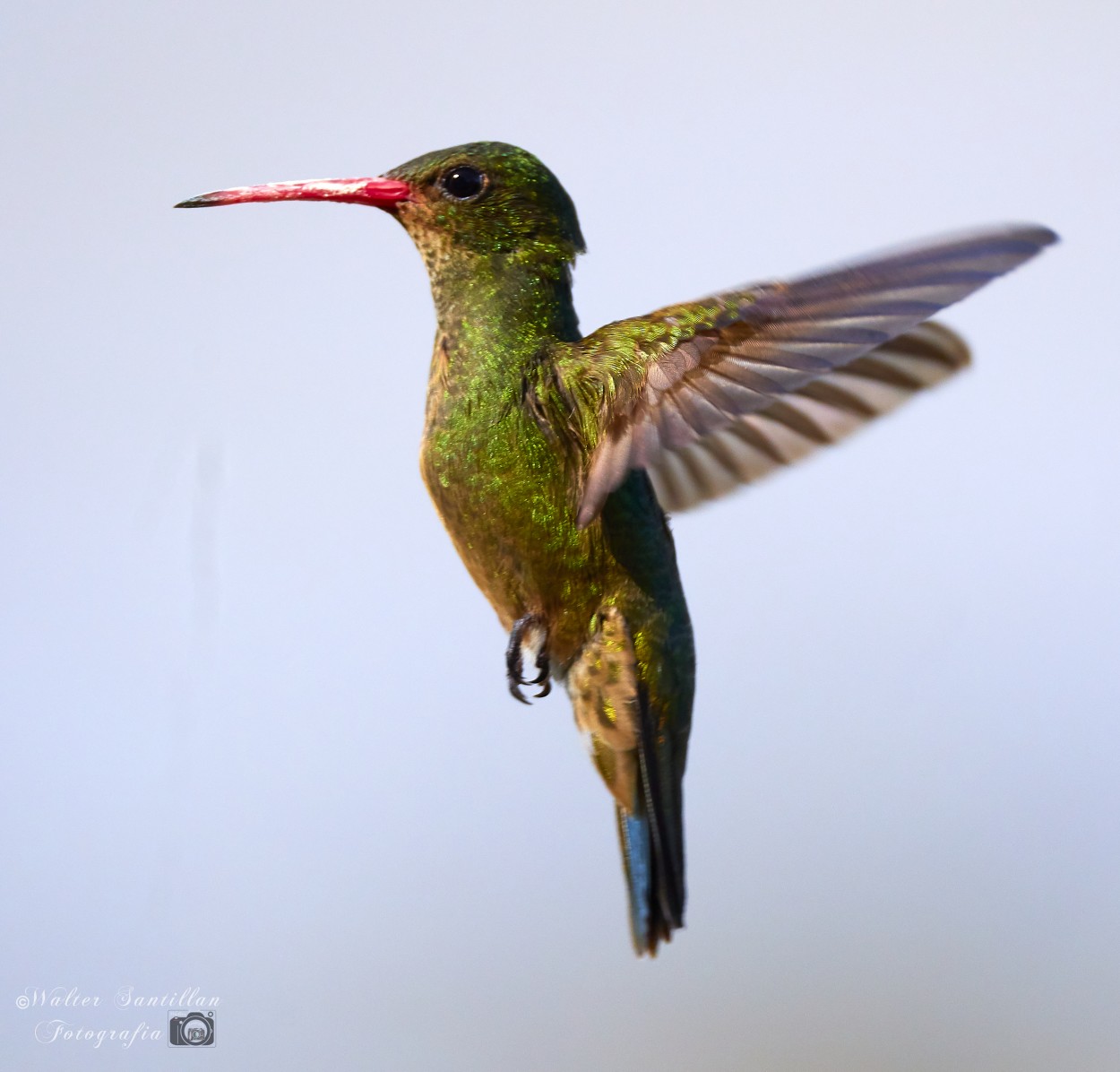 "colibr" de Walter Santillan
