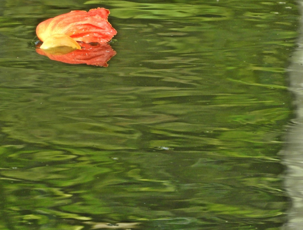 "A flor que acabou de cair no lago." de Decio Badari
