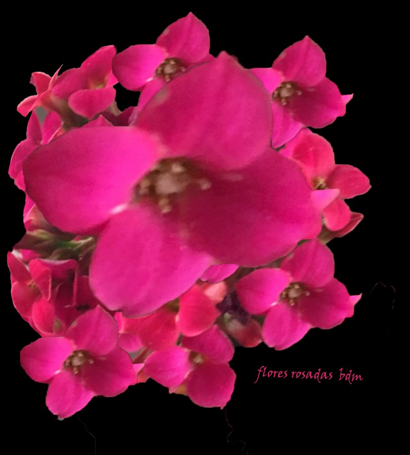 "flores rosadas" de Beatriz Di Marzio