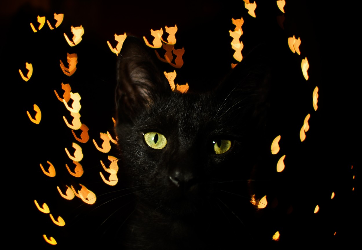 "Black Cat" de Gabriela Burghi