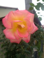 Uma rosa antes do nascer do Sol!