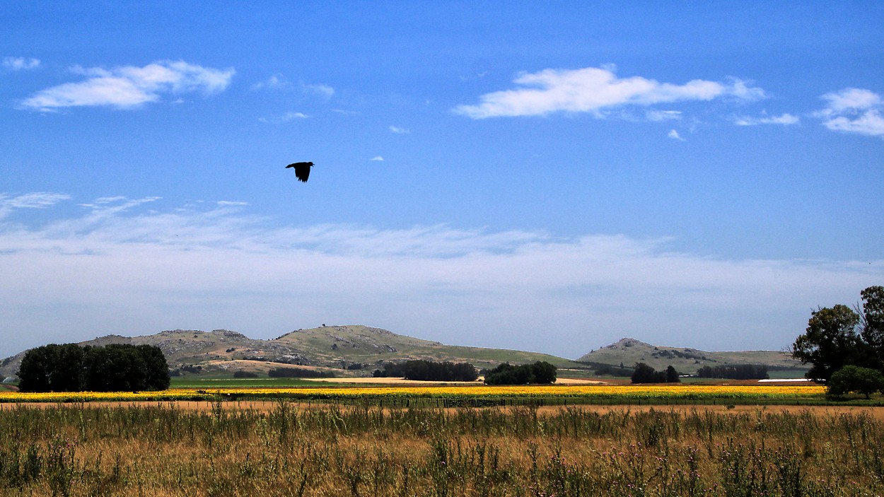 "Volando sobre los girasoles..." de Juan Carlos Barilari