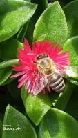 La abeja