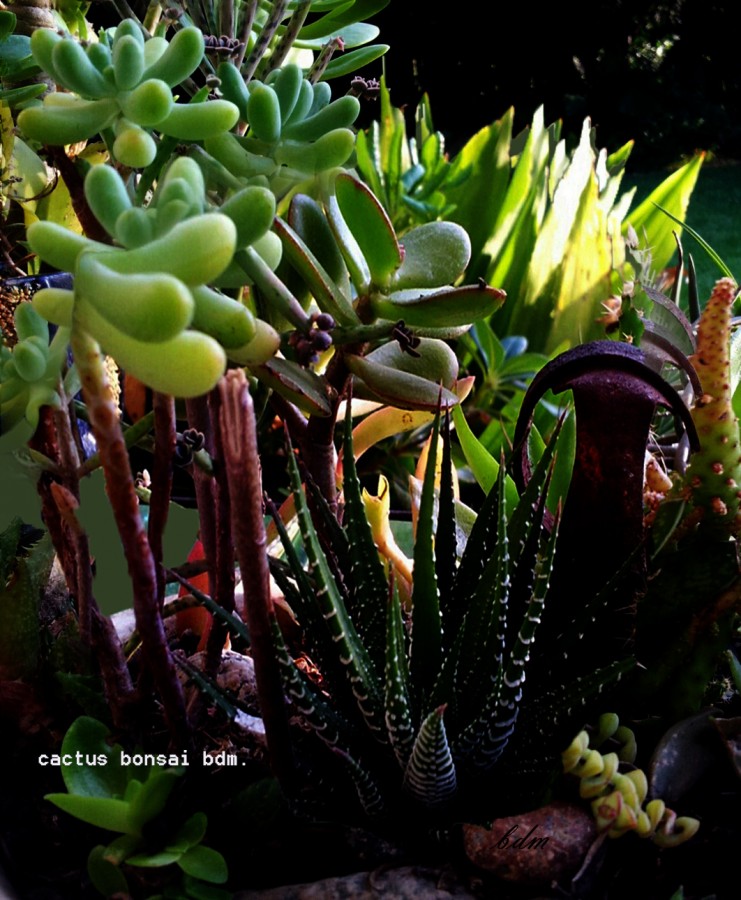 "cactus bonsai" de Beatriz Di Marzio