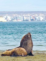Puerto Madryn es asi